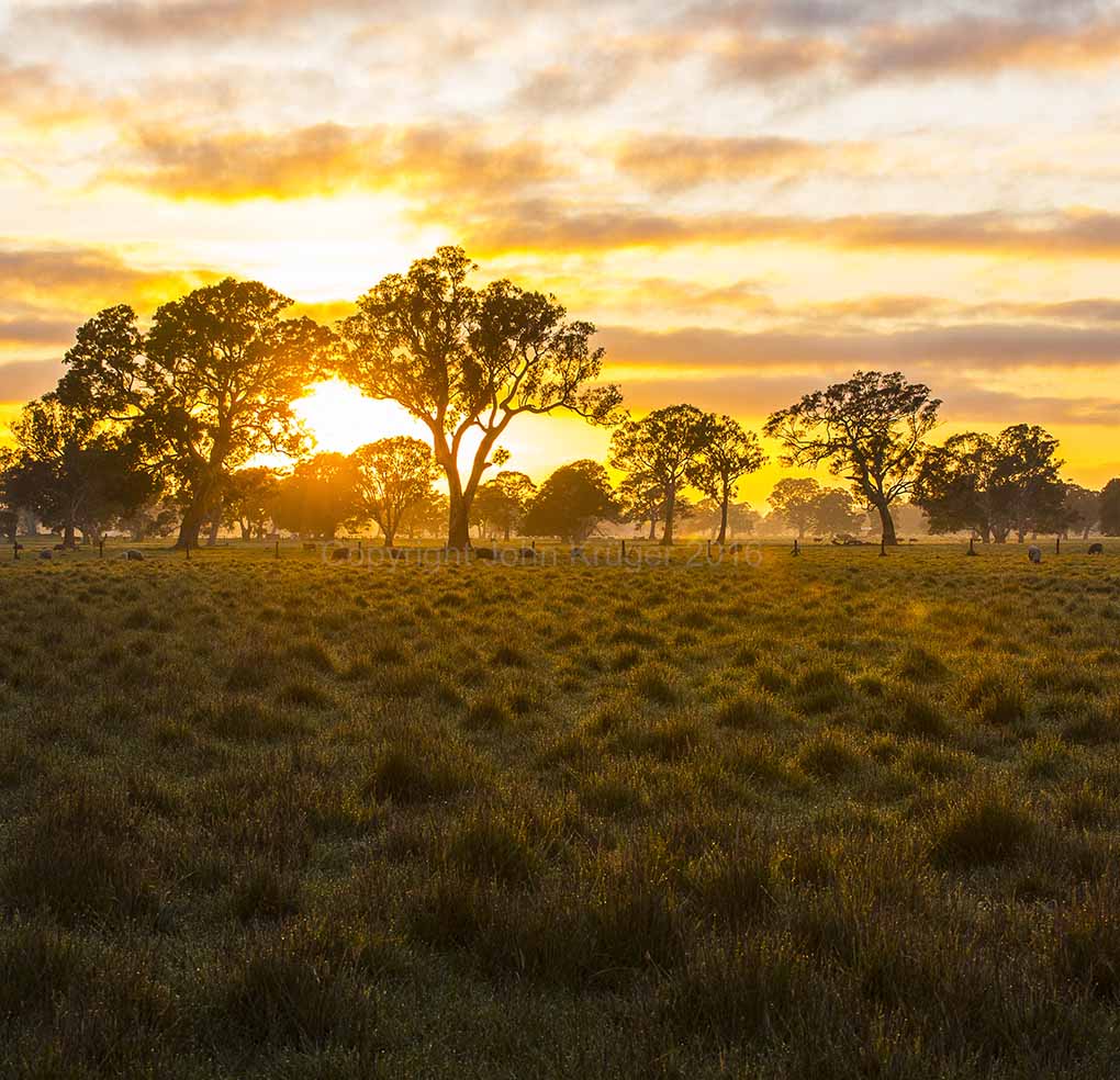 Penola Sunrise